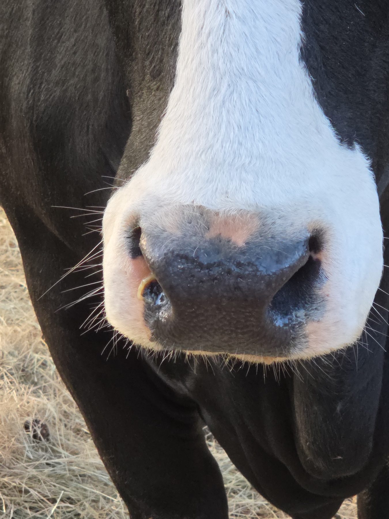Cattle & Ranch