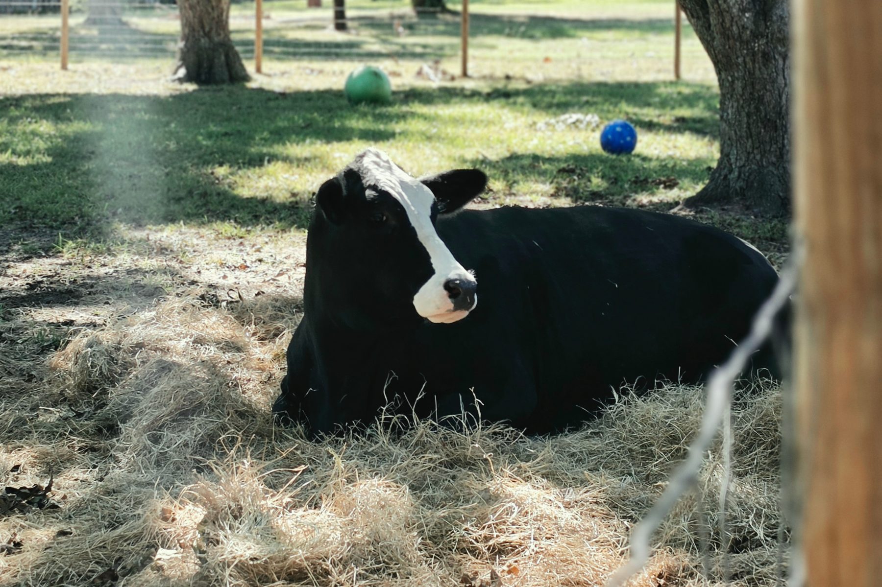 Cattle & Ranch