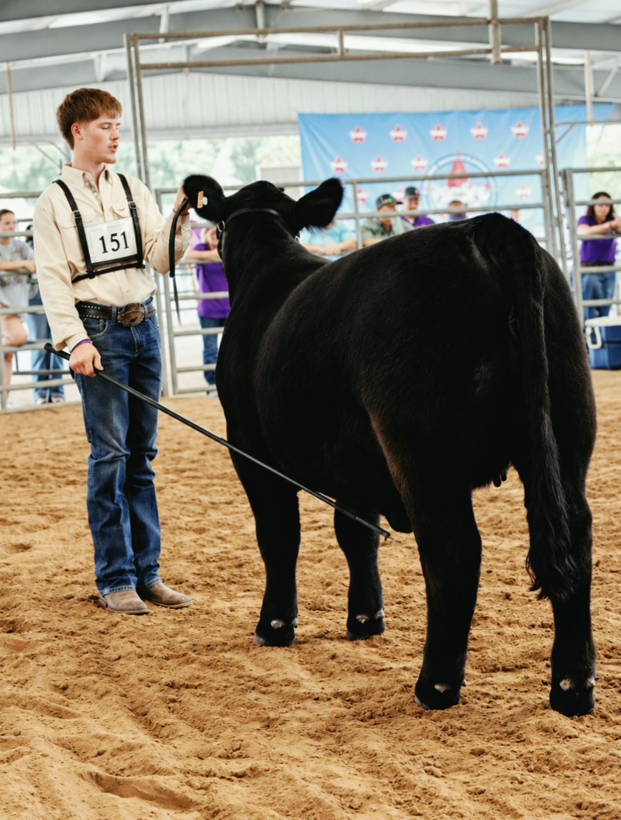 Cattle & Ranch