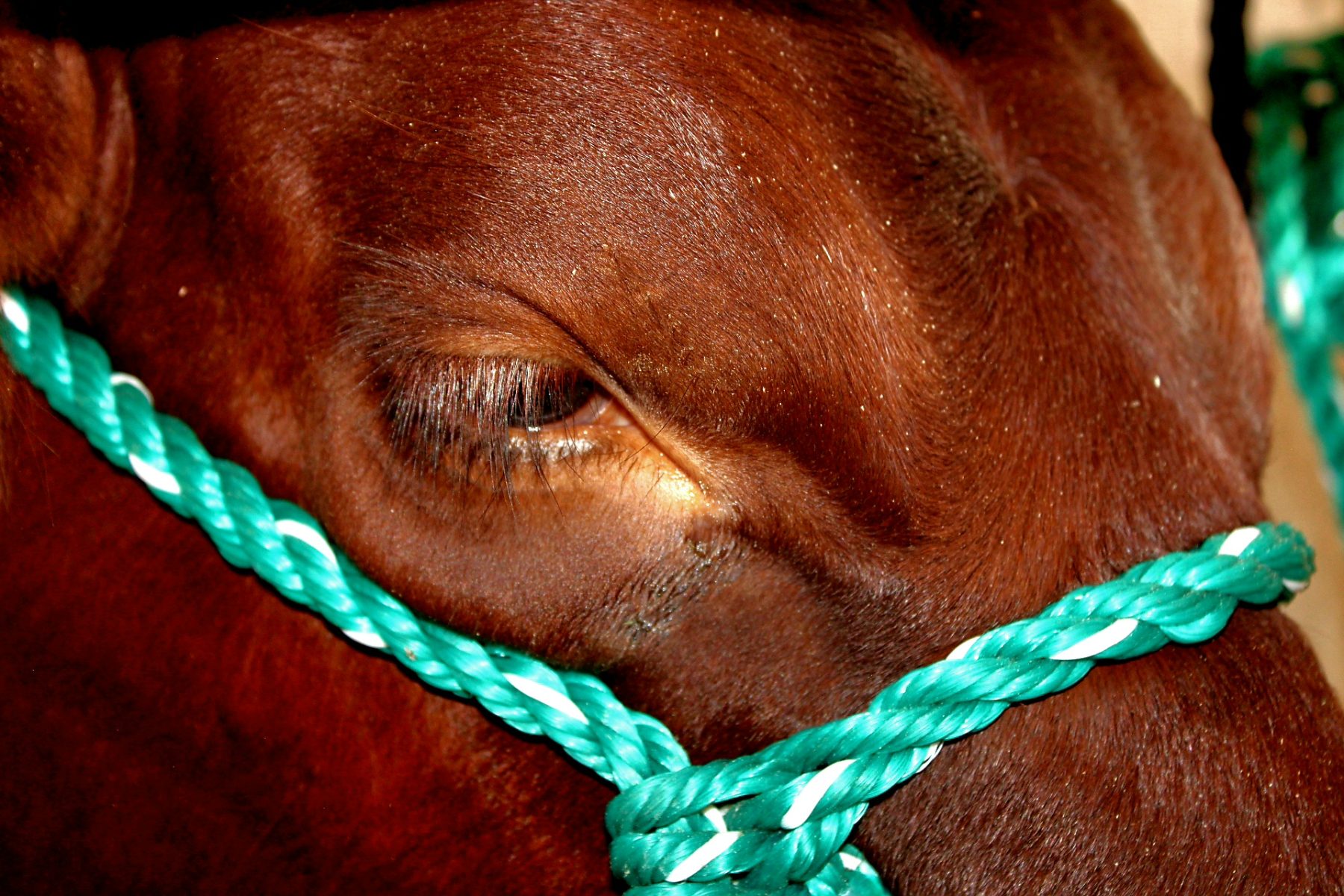 Cattle & Ranch