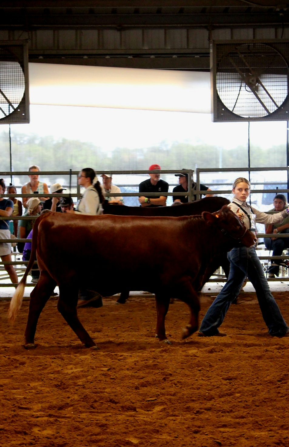 Cattle & Ranch