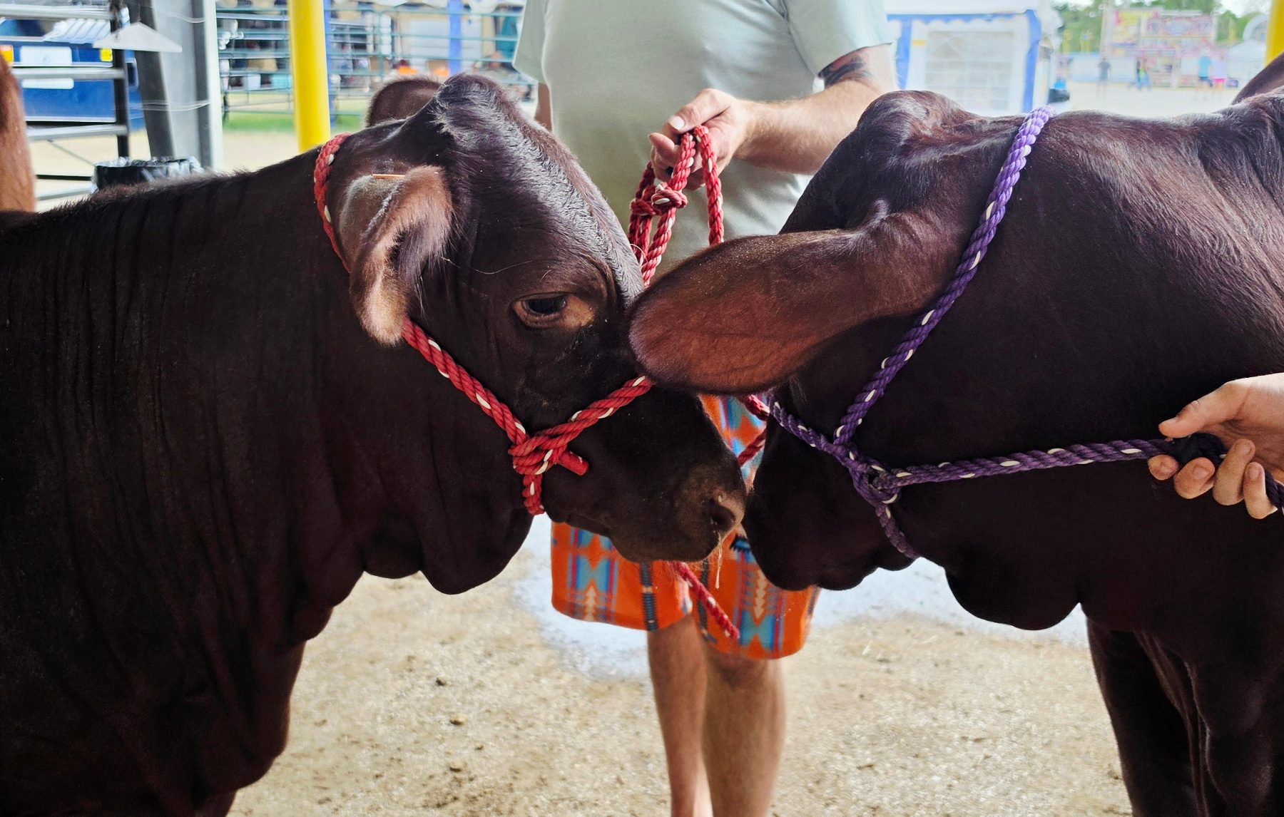 Cattle & Ranch