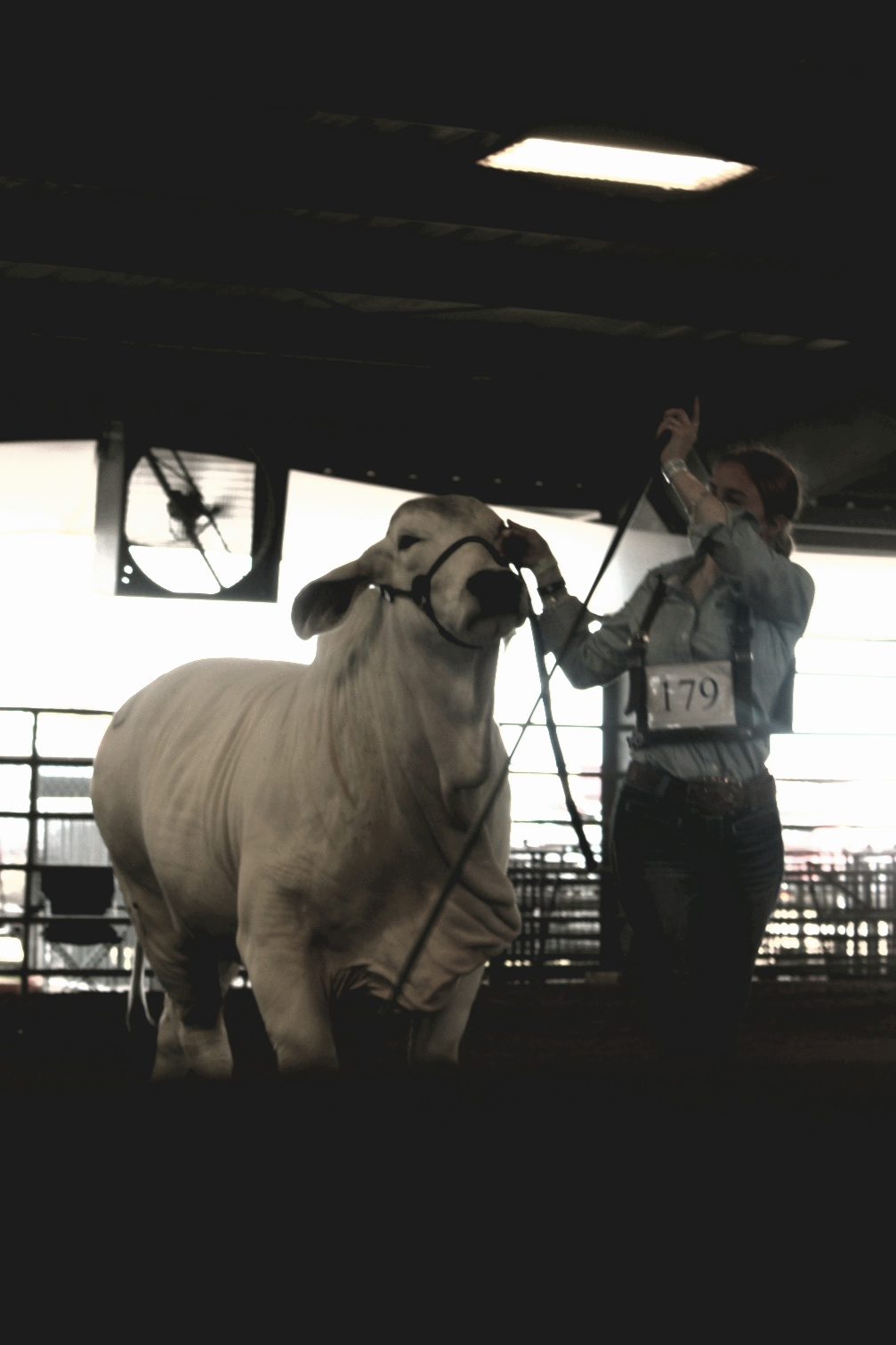 Cattle & Ranch